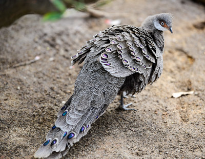 Grey Peacock