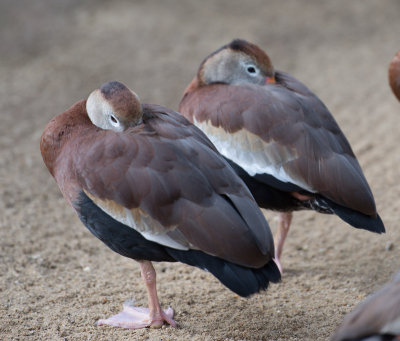 Resting Ducks