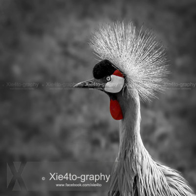 Grey Crowned Crane