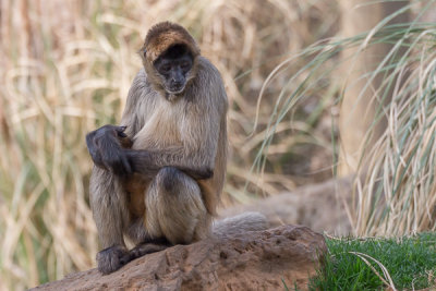 Contemplating zoo life
