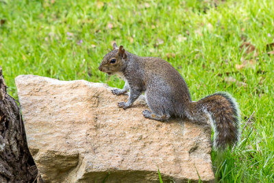 Central Alabama Squirrel Exhibit