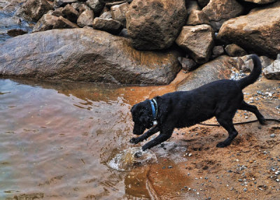 Dog Playing