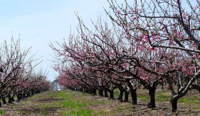 Spring flowers