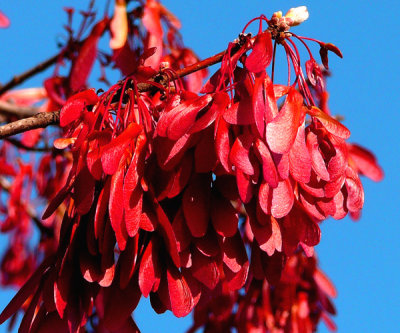 Maple seed pods