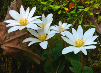 Early Spring Bloodroot