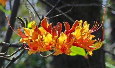 Native Flame Azaleas