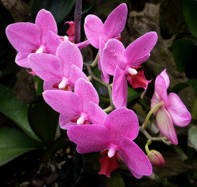 Orchids