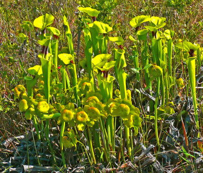 Yellow Pitcher Plants