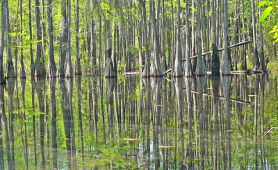 Cypress swamp