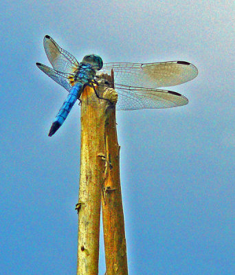 Dragonfly: Yellow-sided skimmer 