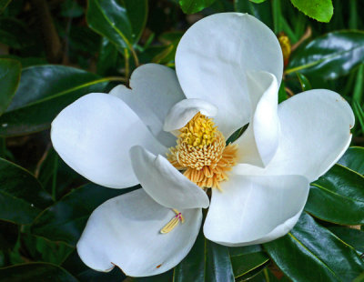Flowering Magnolia 