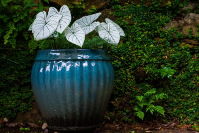 Flower Pot