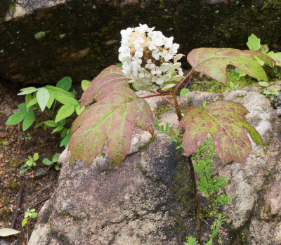 Flowers Growing everywhere
