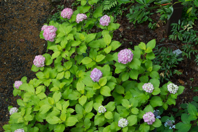 Hydrangeas everywhere