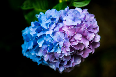 Jim Scotts Gardens Hydrangea