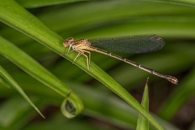 Damselfly