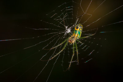 Mabel Orchard Spider keeping the gardens insect free