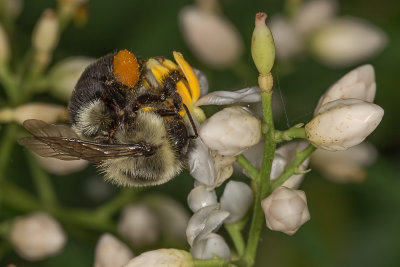 Bee pollinating the flowers
