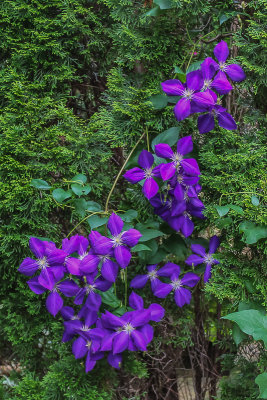 Clematis