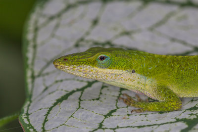 Anole Lizard on a Caladium