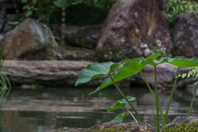 The pond