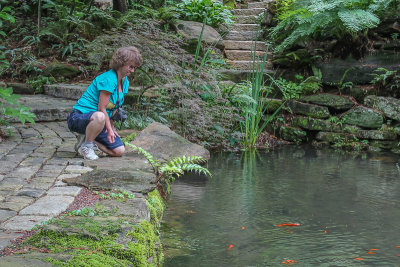Robin feeding the fish