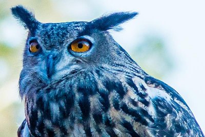 Horned Owl With Pretty Orange Eyes