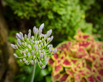 Agapanthus
