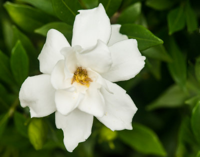 Gardenia