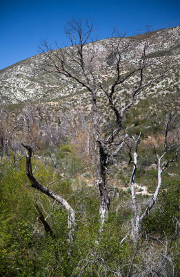 Angeles National Forest