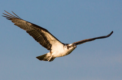 Ospreys in Flight