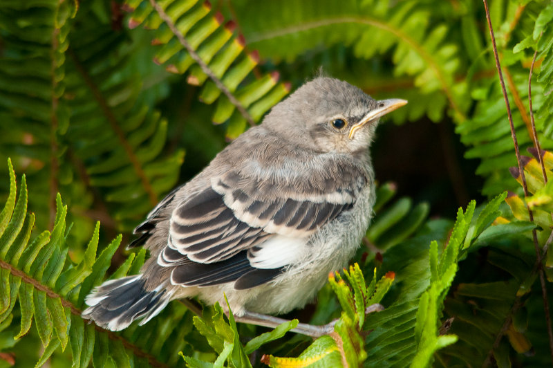 baby mockingbird.jpg