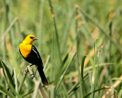 yellow head blackbird.jpg