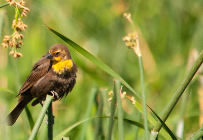 female yellow headed blackbird.jpg