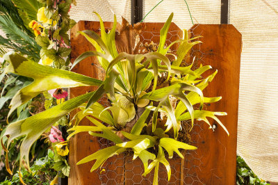 staghorn fern.jpg