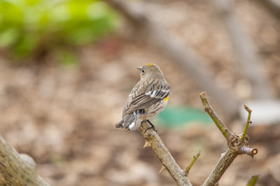 yellow rump warbler