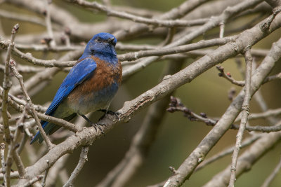 western bluebird.jpg
