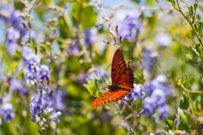 Female Gulf  Fritillary.jpg