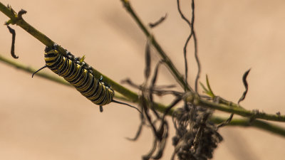 monarch larvae.jpg