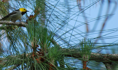 hermit warbler.jpg