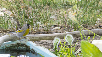 Lawrence's Goldfinch.jpg