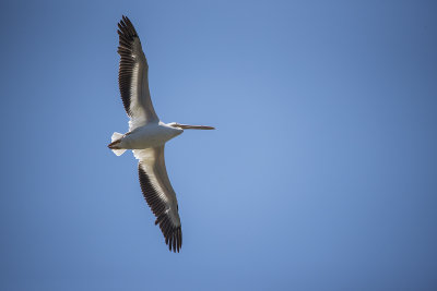 white peligan.jpg