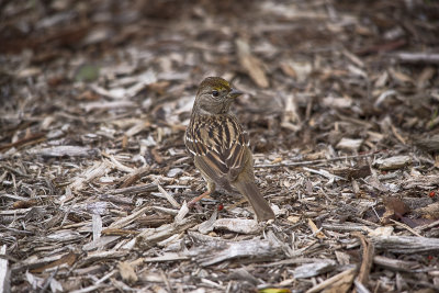 golden crowned sparrow.jpg