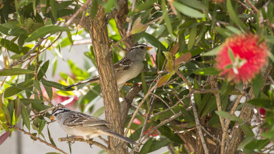 white crowned sparrows.jpg