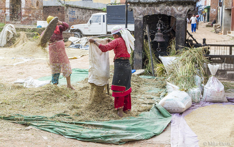 Women separating rice straw - Bhaktapur