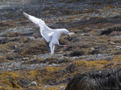 Herring Gull (Larus argentatus)