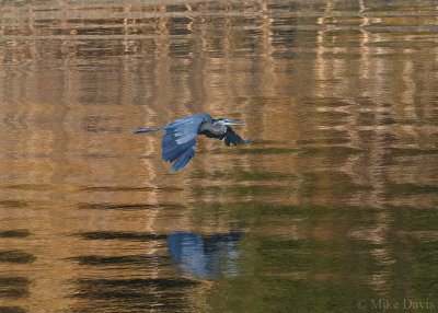 Great Blue Heron (Ardea herodias)