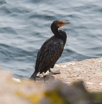 Double-Crested Cormorant (Phalacrocorax auritus)