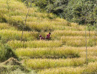 Women working a terraced slope in the middle Himalayas