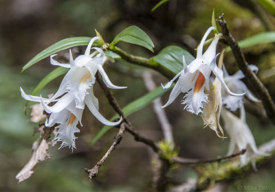 Orchids in Nepal